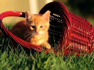 Das Cat In A Basket Wallpaper 320x240
