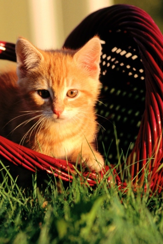 Cat In A Basket screenshot #1 320x480