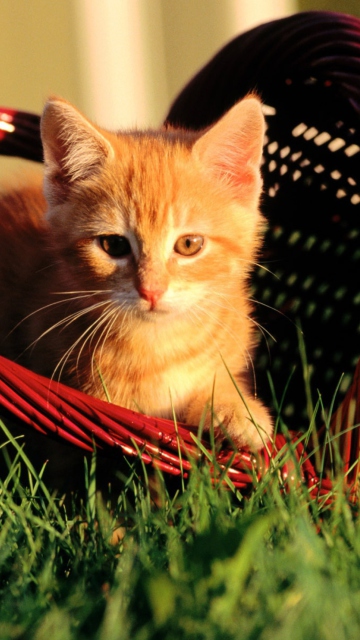 Cat In A Basket wallpaper 360x640