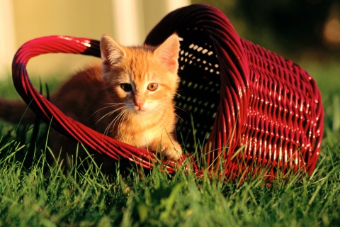 Das Cat In A Basket Wallpaper 480x320