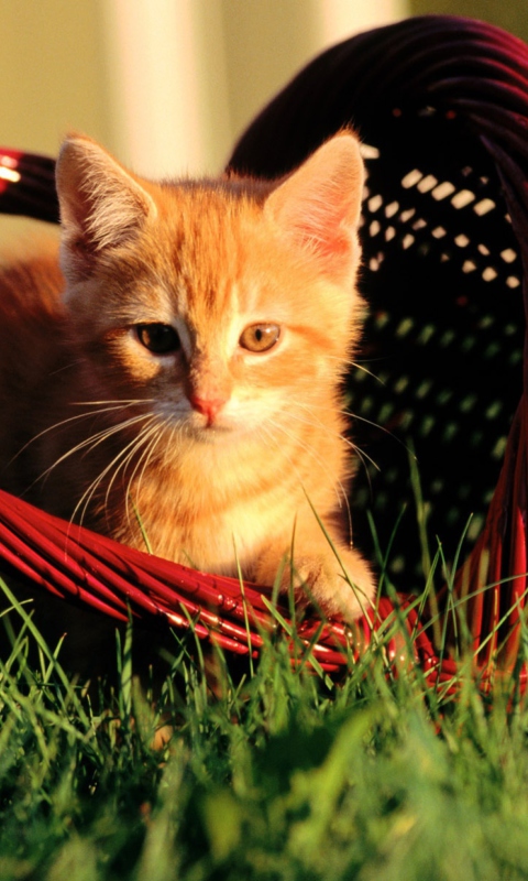 Обои Cat In A Basket 480x800