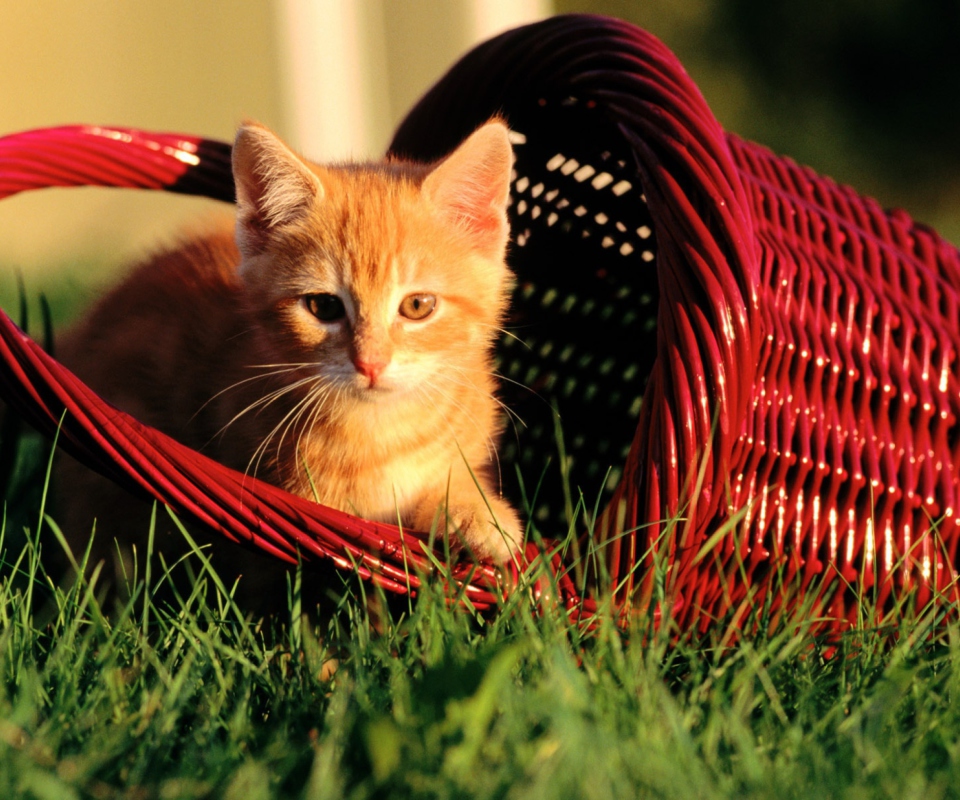 Обои Cat In A Basket 960x800