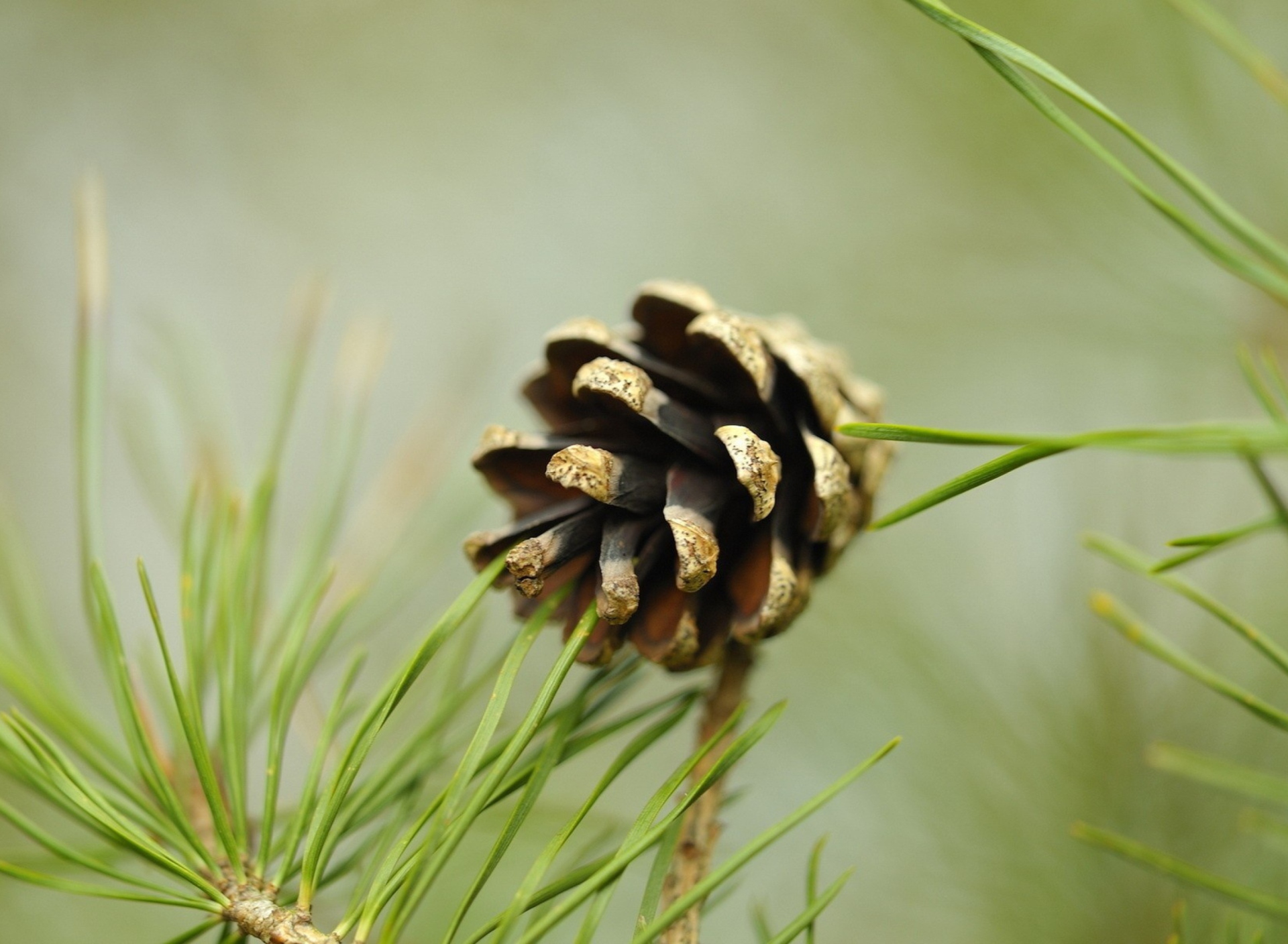 Fondo de pantalla Pine Cone 1920x1408