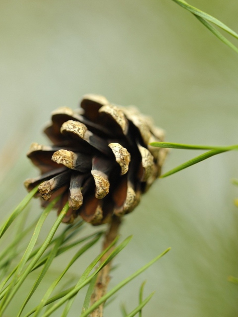 Das Pine Cone Wallpaper 480x640