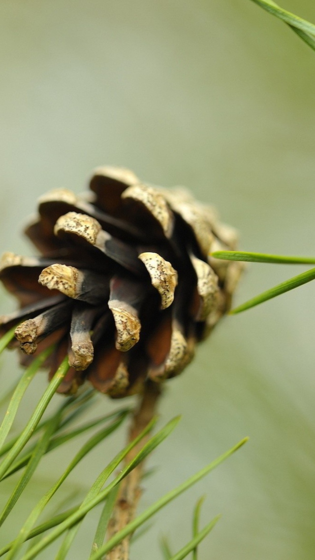 Fondo de pantalla Pine Cone 640x1136