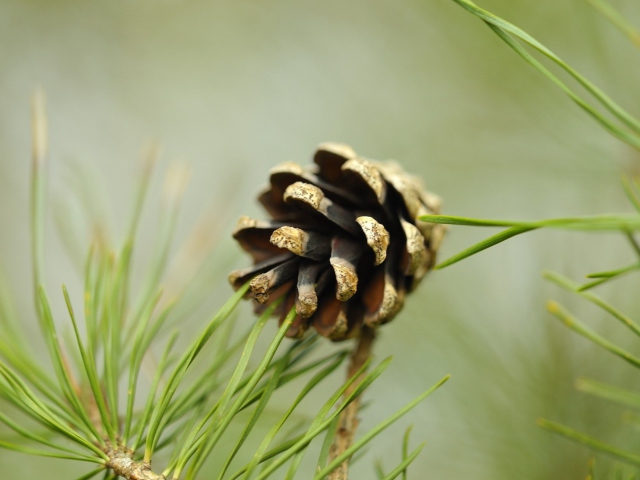 Das Pine Cone Wallpaper 640x480