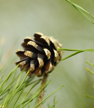 Kostenloses Pine Cone Wallpaper für Nokia Asha 306