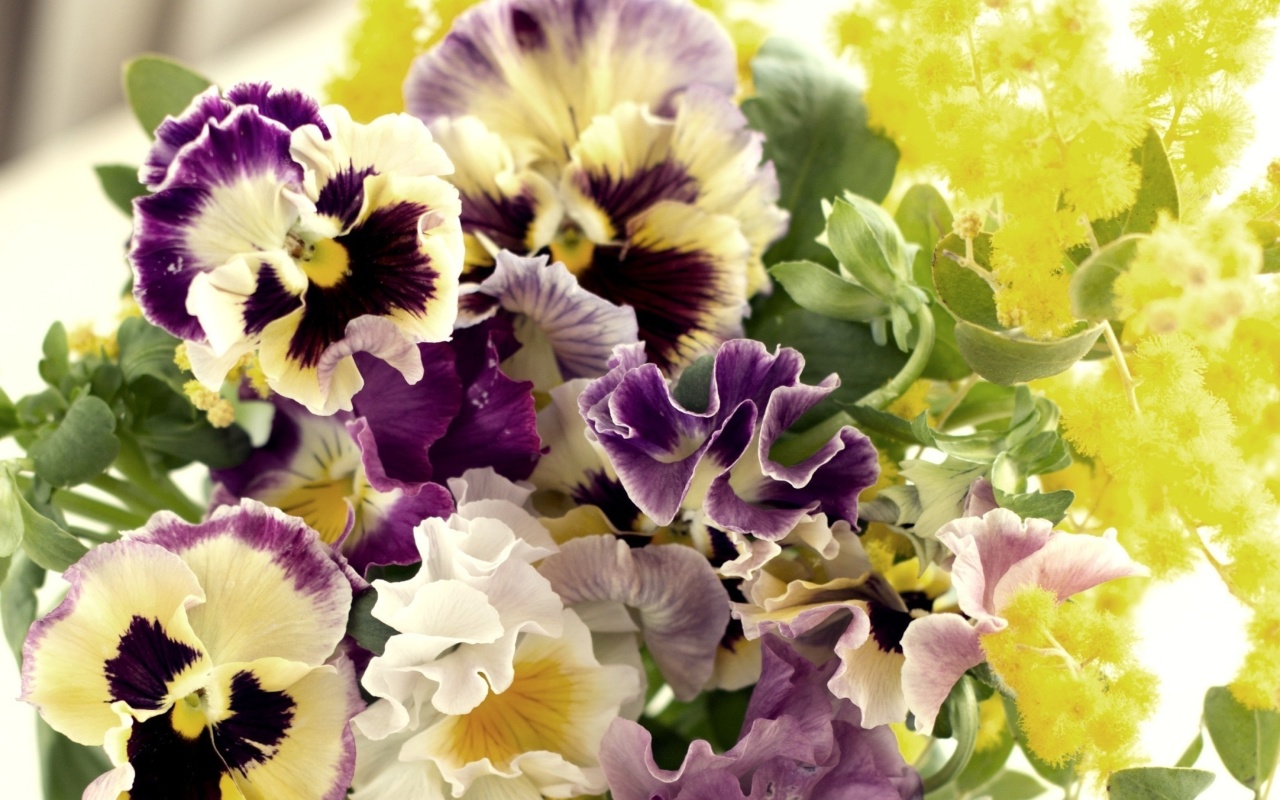 Screenshot №1 pro téma Flowers Pansies 1280x800