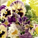 Flowers Pansies screenshot #1 128x128