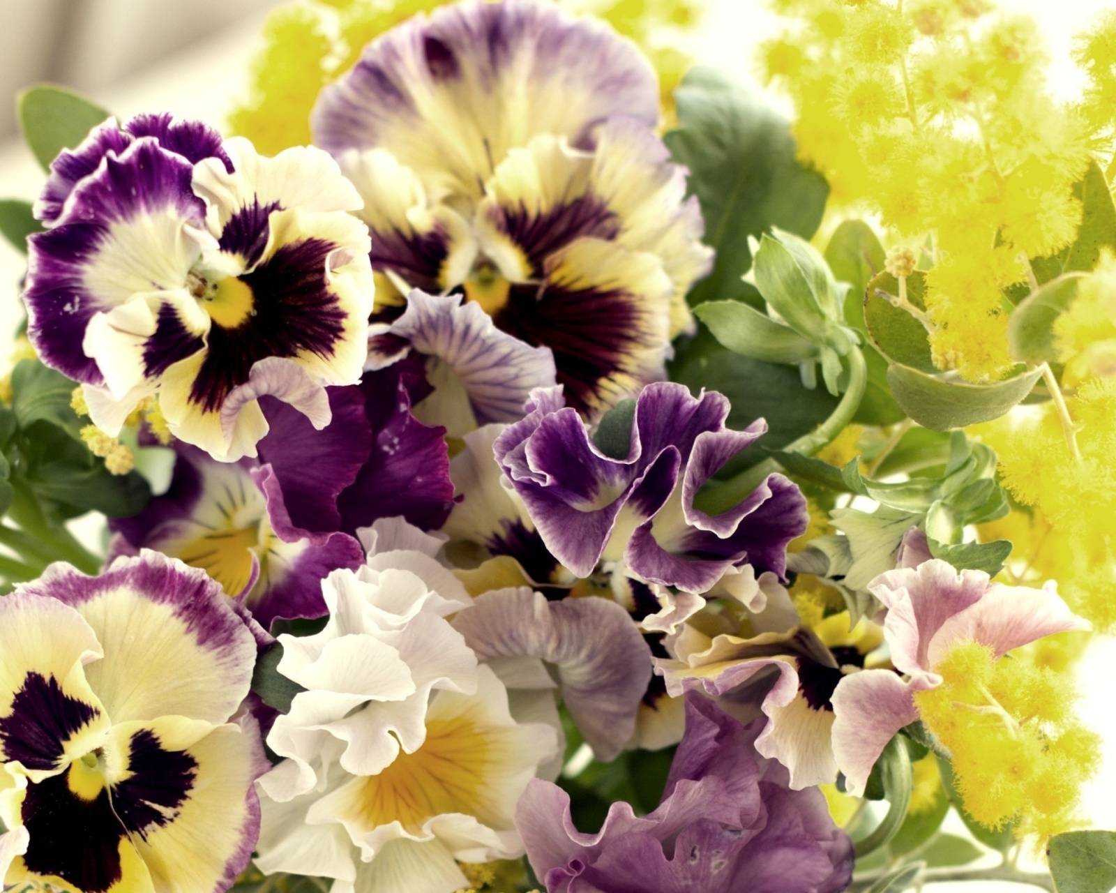 Das Flowers Pansies Wallpaper 1600x1280