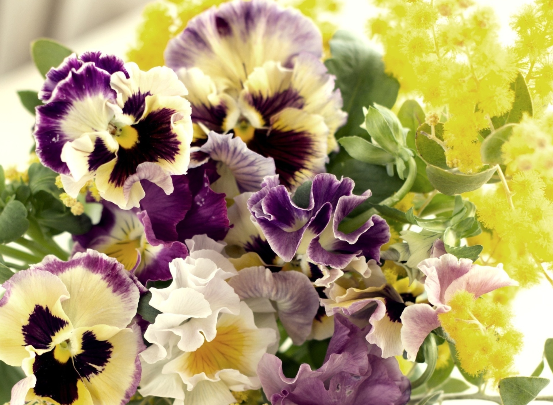 Fondo de pantalla Flowers Pansies 1920x1408