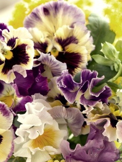 Fondo de pantalla Flowers Pansies 240x320