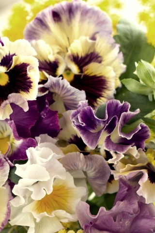 Обои Flowers Pansies 320x480