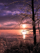 Sfondi Frozen Trees near Lake in Canada 132x176