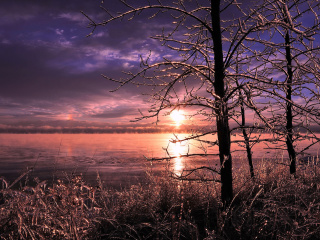 Das Frozen Trees near Lake in Canada Wallpaper 320x240