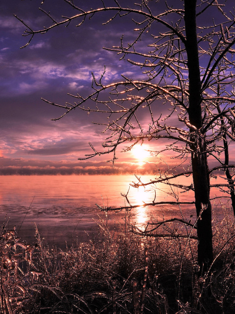 Das Frozen Trees near Lake in Canada Wallpaper 480x640