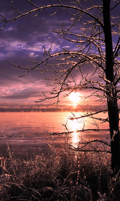 Screenshot №1 pro téma Frozen Trees near Lake in Canada 480x800