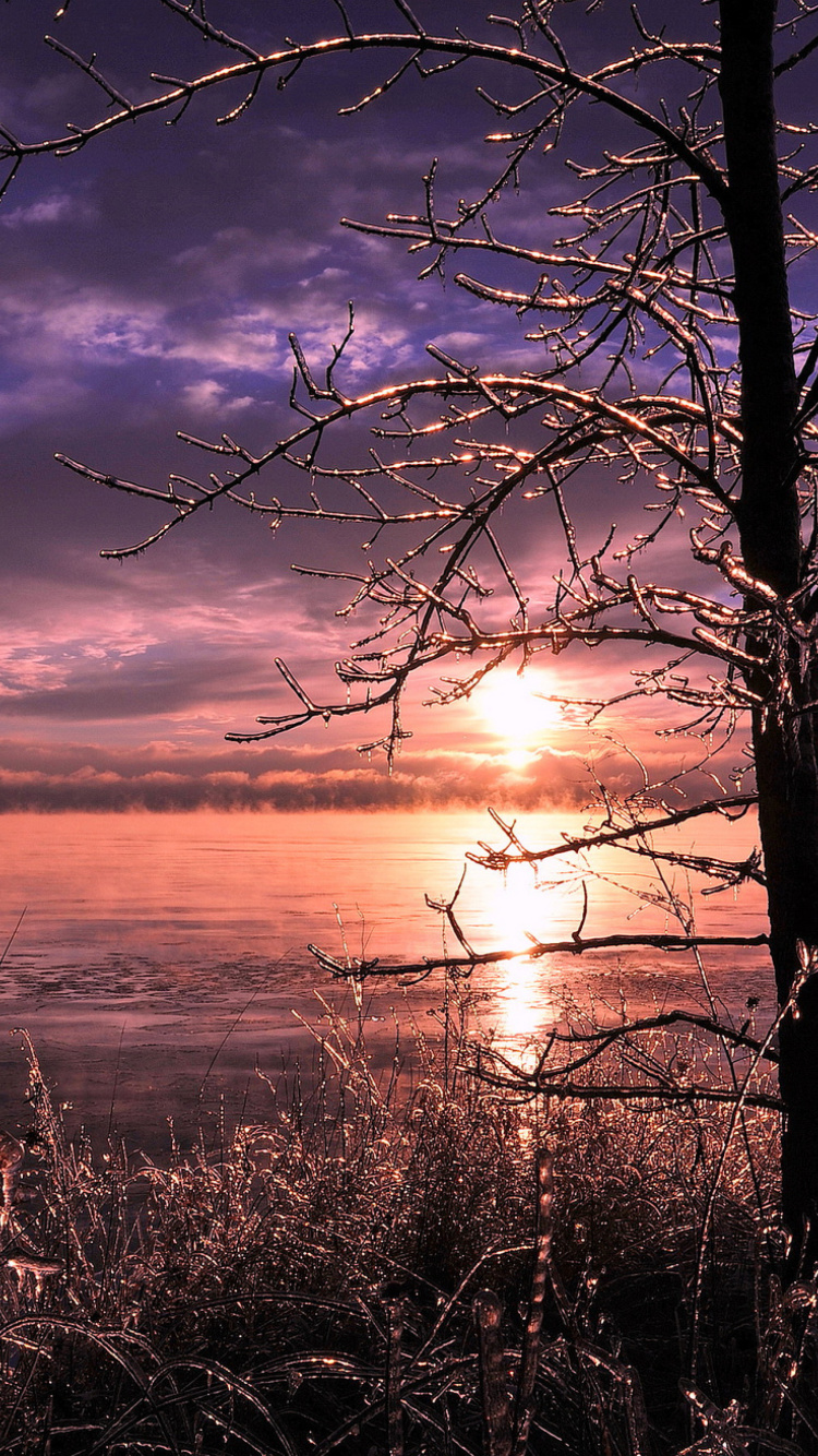 Обои Frozen Trees near Lake in Canada 750x1334