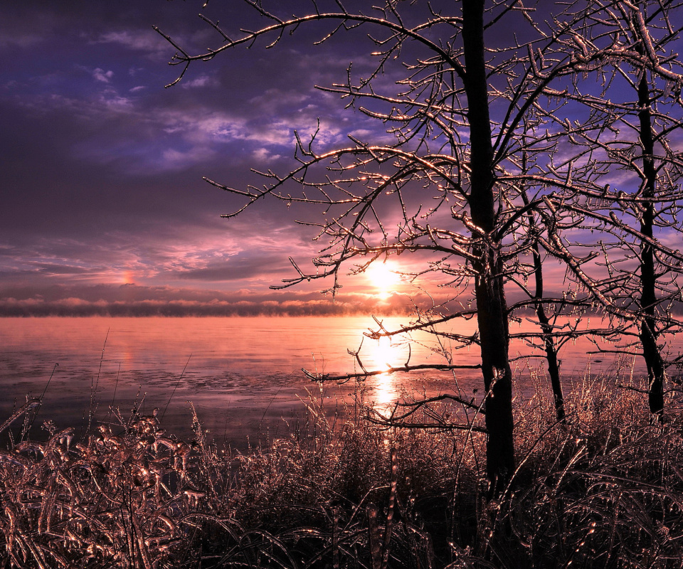 Frozen Trees near Lake in Canada wallpaper 960x800