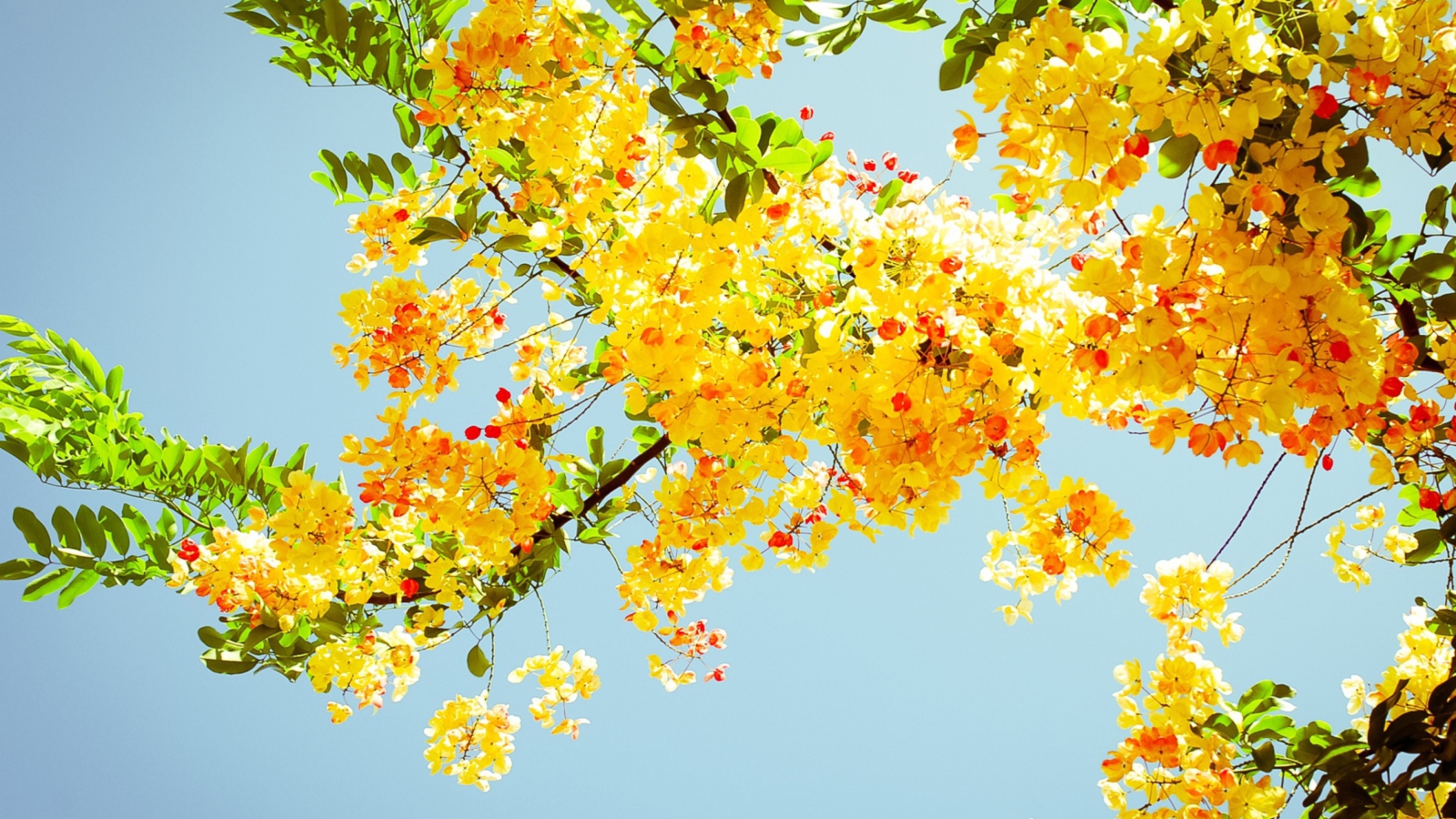 Screenshot №1 pro téma Golden Blossom 1600x900