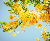 Sfondi Golden Blossom 176x144