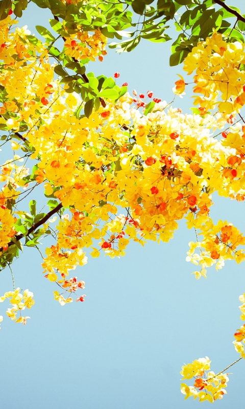 Golden Blossom wallpaper 480x800