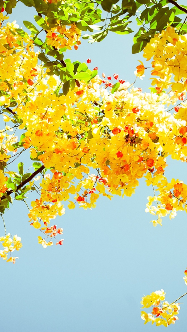 Das Golden Blossom Wallpaper 640x1136