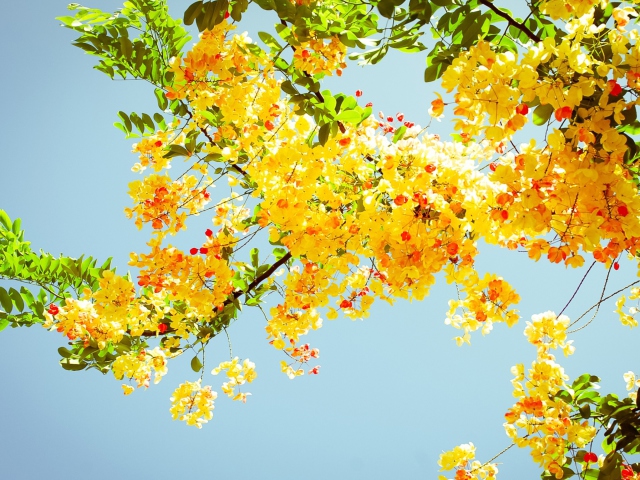 Sfondi Golden Blossom 640x480