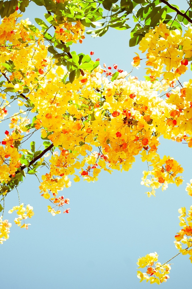 Fondo de pantalla Golden Blossom 640x960