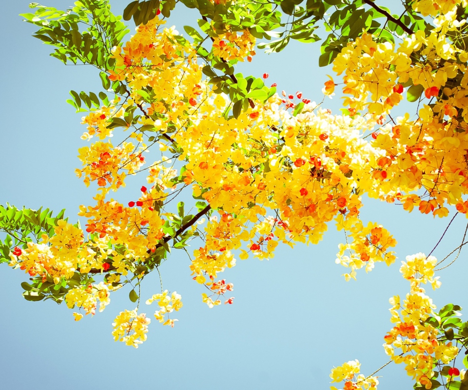 Golden Blossom screenshot #1 960x800