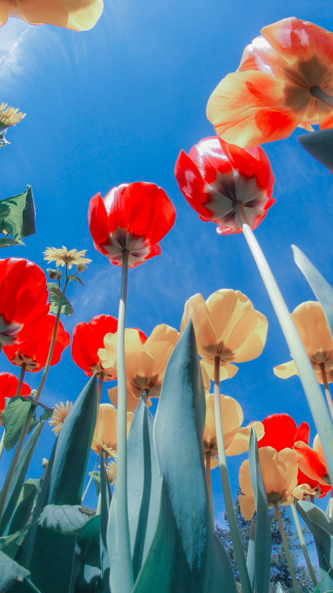 Screenshot №1 pro téma Poppies Sunny Day 1080x1920