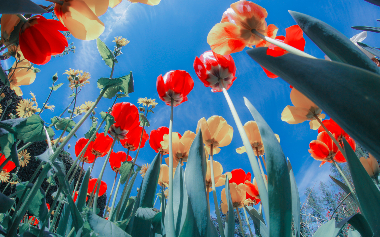Poppies Sunny Day wallpaper 1280x800