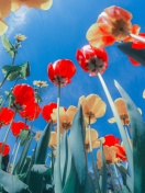 Poppies Sunny Day wallpaper 132x176