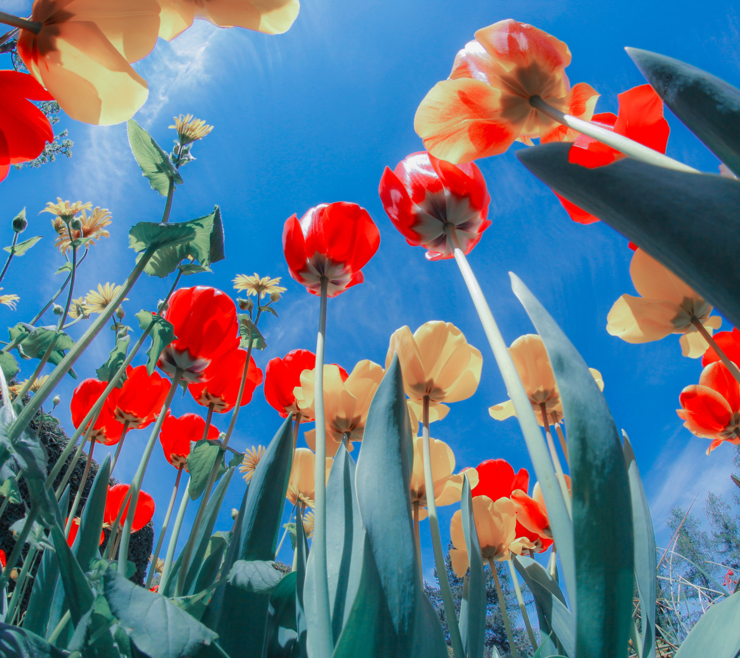Das Poppies Sunny Day Wallpaper 1440x1280