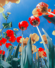 Das Poppies Sunny Day Wallpaper 176x220