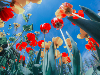 Fondo de pantalla Poppies Sunny Day 320x240