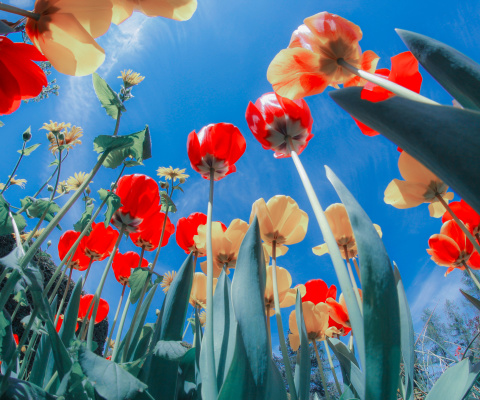 Fondo de pantalla Poppies Sunny Day 480x400