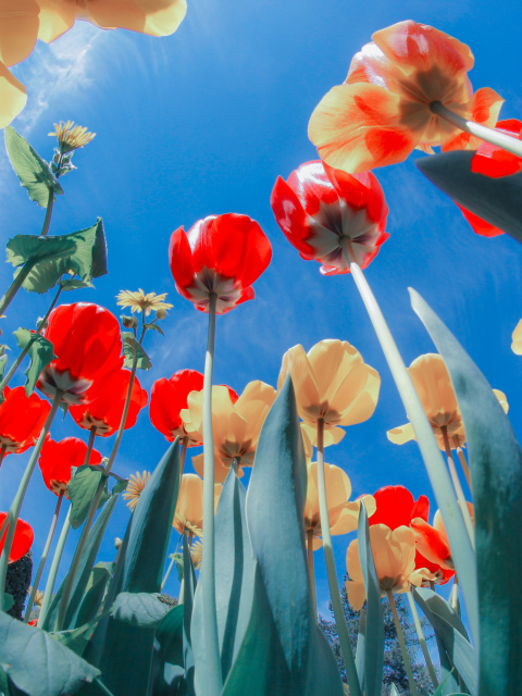 Poppies Sunny Day wallpaper 480x640
