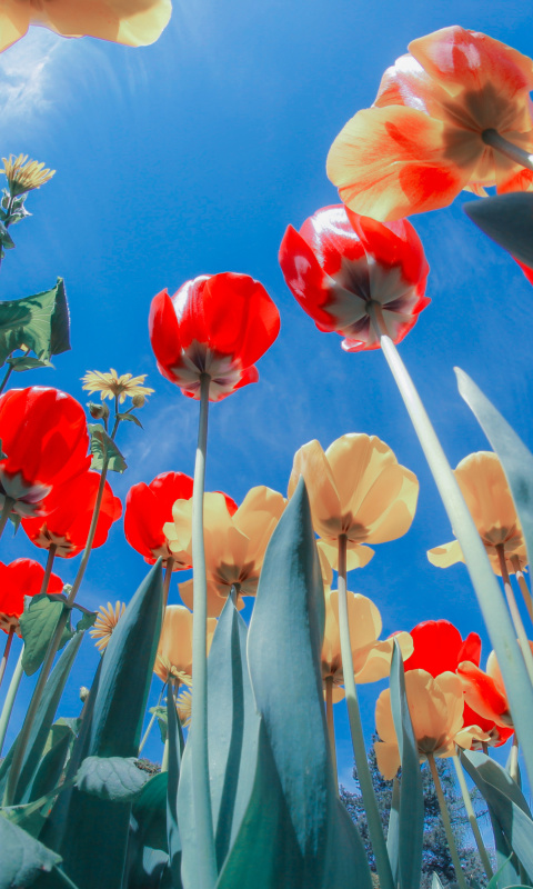 Poppies Sunny Day wallpaper 480x800
