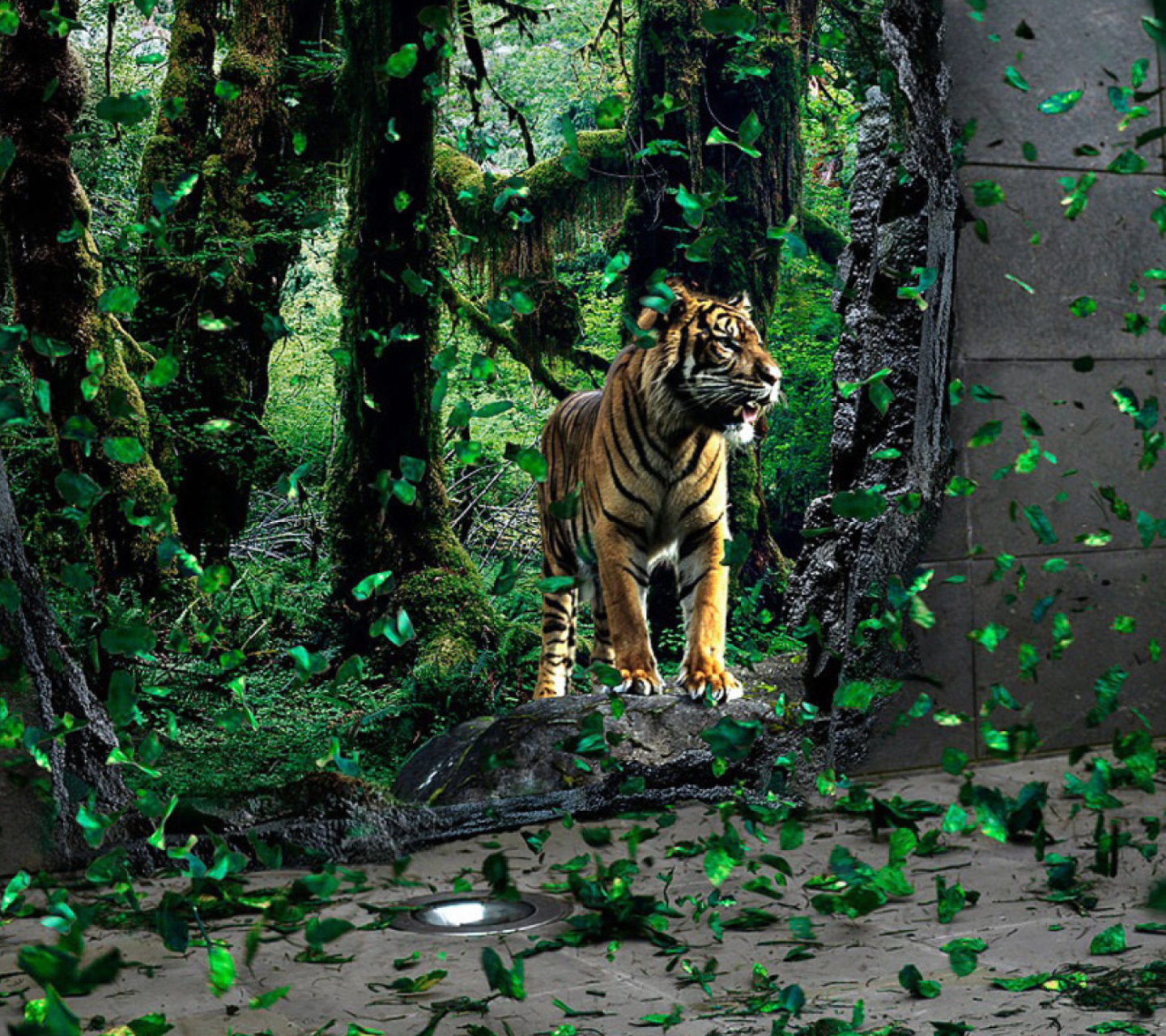 Tiger Running Free wallpaper 1440x1280