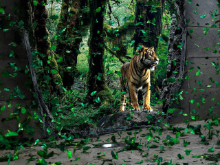 Das Tiger Running Free Wallpaper 320x240
