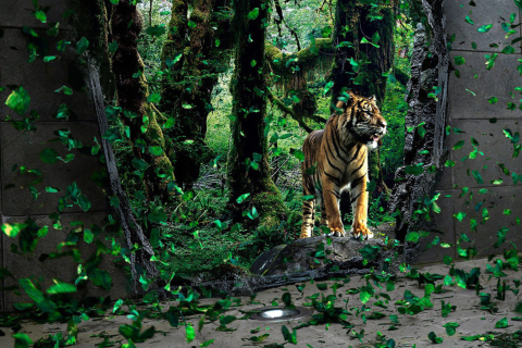 Das Tiger Running Free Wallpaper 480x320