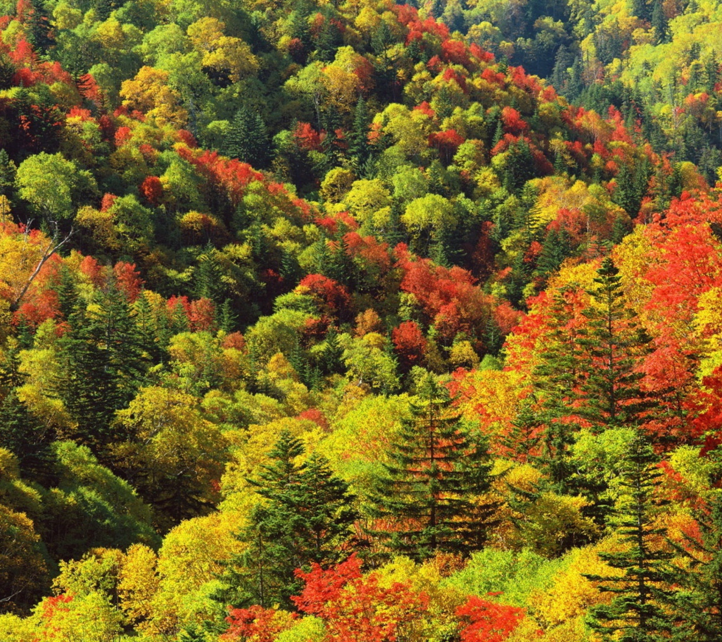 Das Bright Autumn Is Coming Wallpaper 1440x1280