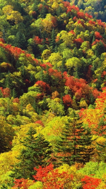 Das Bright Autumn Is Coming Wallpaper 360x640