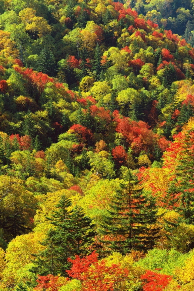 Das Bright Autumn Is Coming Wallpaper 640x960