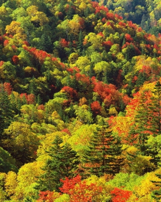 Kostenloses Bright Autumn Is Coming Wallpaper für 176x220