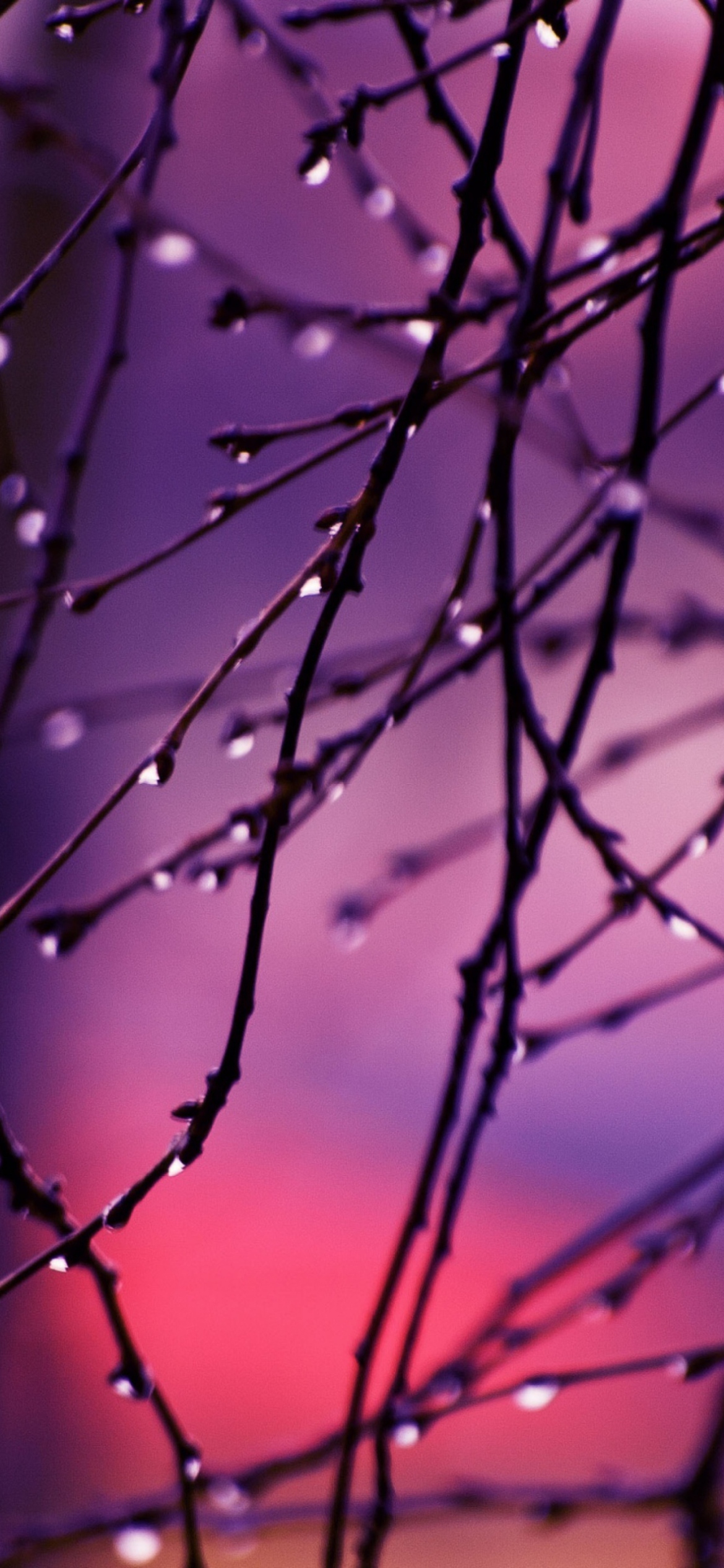 Wet Tree Branches wallpaper 1170x2532