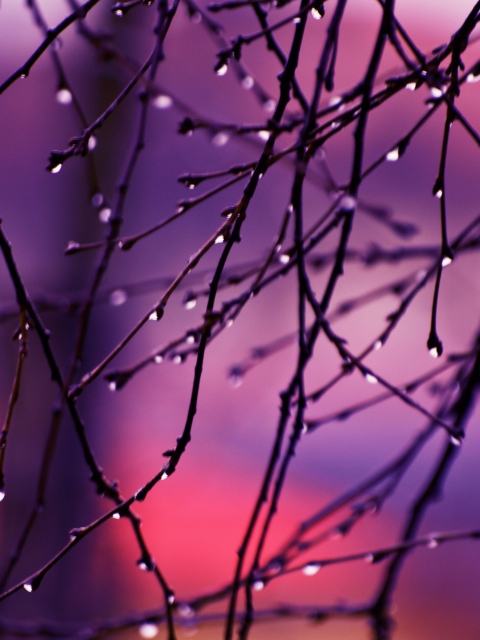 Wet Tree Branches wallpaper 480x640