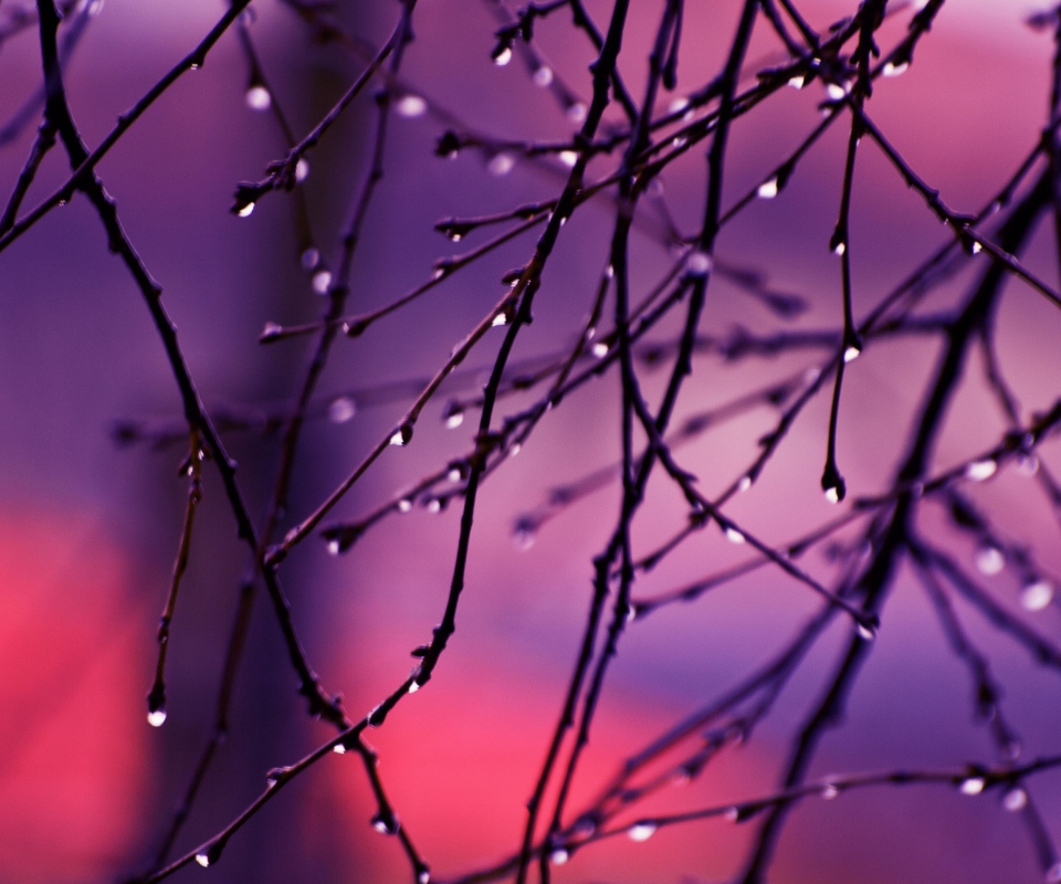 Wet Tree Branches screenshot #1 960x800