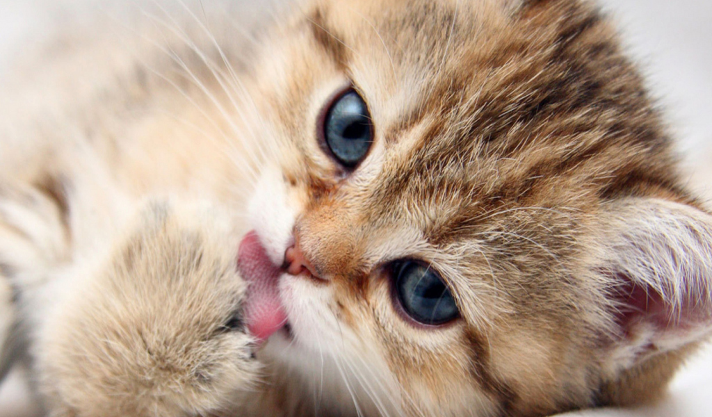 Sweet Kitten wallpaper 1024x600